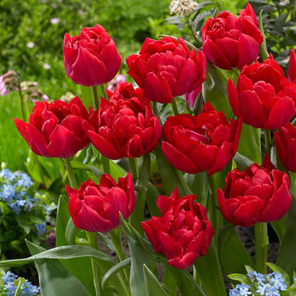 Rare Double Tulip Bulbs (Not Seeds) - 24 Colors, Fresh Flower Bulbs for Planting - Fast Shipping