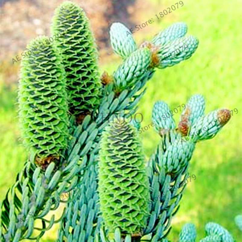 Korean Fir Seeds (Abies koreana) - Year-Round Bonsai Tree Planting, DIY Home Garden Decor & Landscaping
