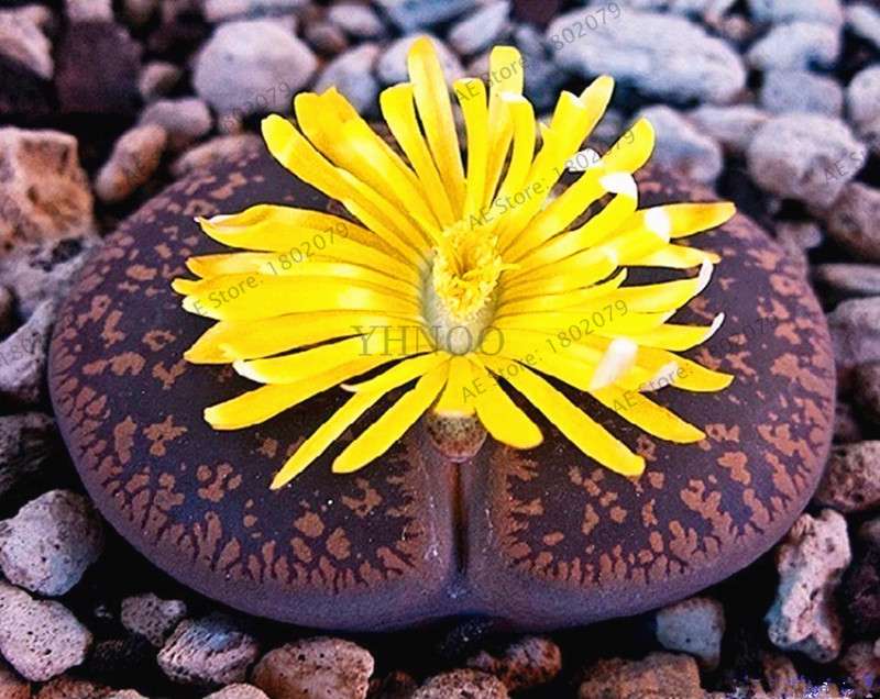 Rare Lithops Seeds - Living Stone Succulent Mix for Mini Garden, Bonsai & Assorted Flower Planting | Fast US Shipping