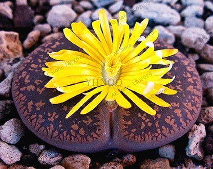 Rare Lithops Seeds - Living Stone Succulent Mix for Mini Garden, Bonsai & Assorted Flower Planting | Fast US Shipping
