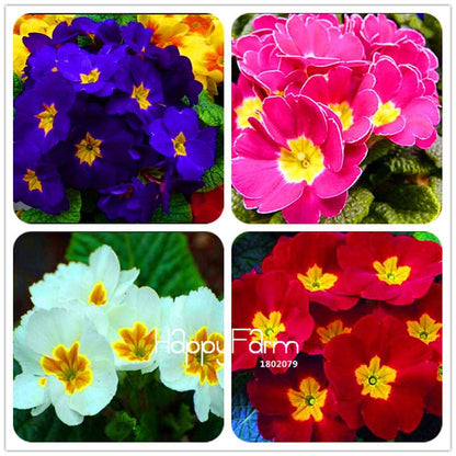 Rare Primrose Seeds (Primula Malacoides) - Easy to Grow Bonsai Flower Seeds for Home Garden