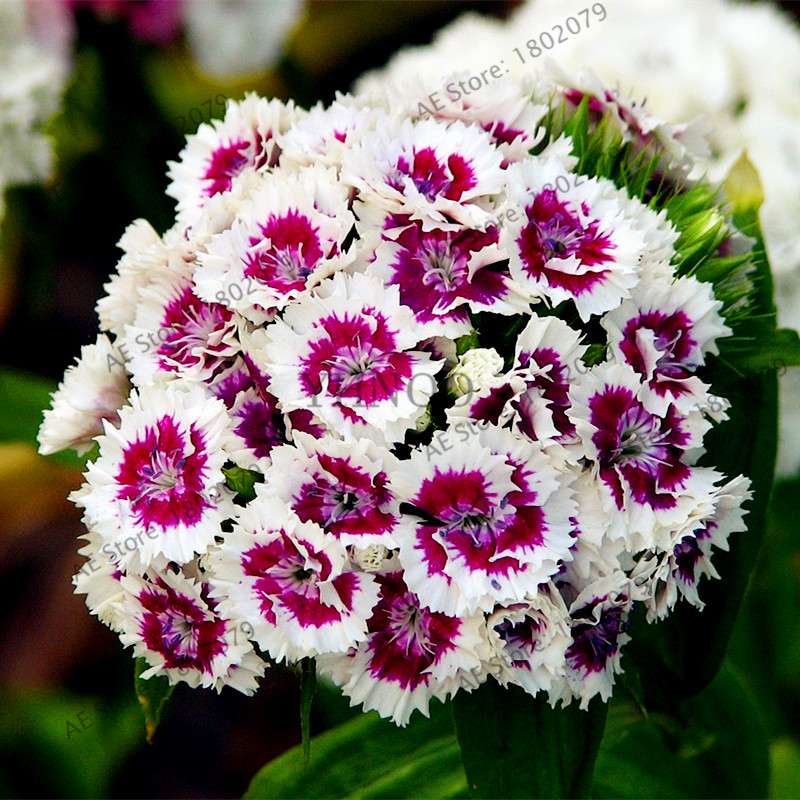 Dianthus Seeds - 24 Vibrant Colors, Easy to Grow, High Germination for DIY Garden Flowers | Fast Shipping