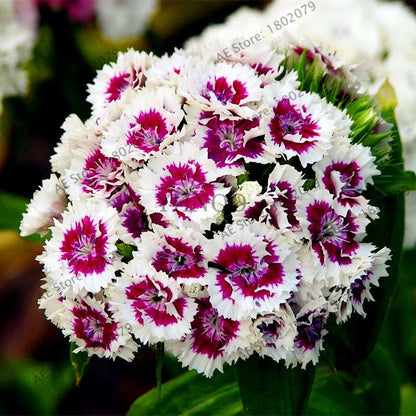 Dianthus Seeds - 24 Vibrant Colors, Easy to Grow, High Germination for DIY Garden Flowers | Fast Shipping