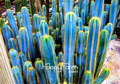 Blue Torch Cactus Seeds - Grow Exotic Bonsai Plants for Home & Garden | DIY Planting Kit
