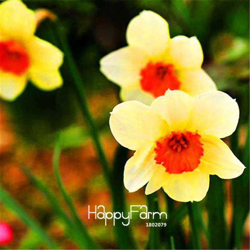 Double Petal Pink Daffodil Bonsai Seeds - Aquatic Plant Seeds for Home Garden