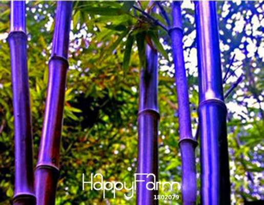 Rare Purple Bamboo Seeds - Lucky Decorative Garden Plants for Home & Office | Fast Growth