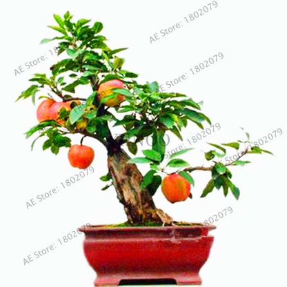 Dwarf Bonsai Apple Tree Seeds - Mini Fruit Seeds for Home Garden Planting | Fast-Growing