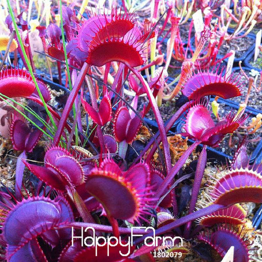 Red Dragon Flytrap Seeds - Carnivorous Bonsai Plant for Garden, Terrarium & Home | Dionaea Muscipula