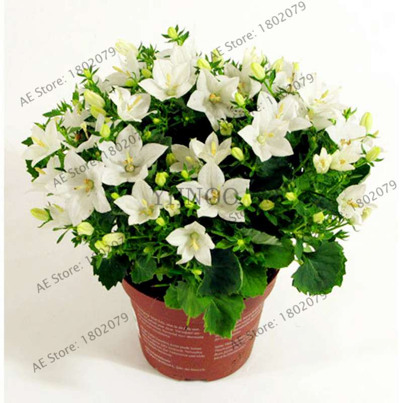 Rare Campanulaceae Flower Seeds - Easy to Grow Indoor/Outdoor Potted Plants for Home & Garden