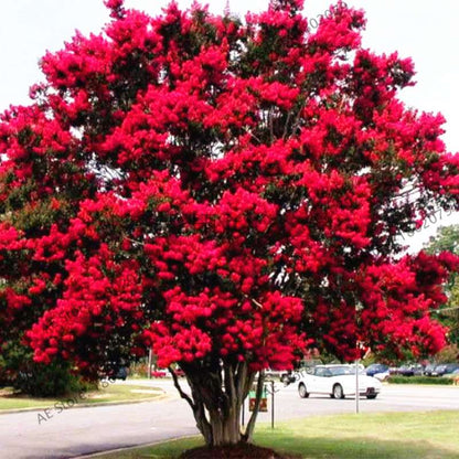Crape Myrtle Seeds - Perennial Flowering Shrub for Home Garden, Yard & Outdoor Planting (Lagerstroemia)