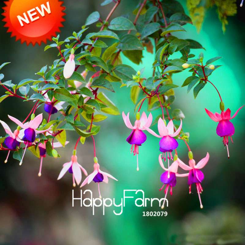 Fuchsia Flower Seeds - Purple & Red Bell Blooms for Pots & Hanging Baskets | Fast Shipping