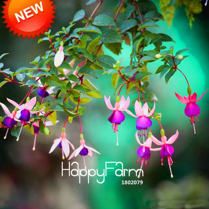 Fuchsia Flower Seeds - Purple & Red Bell Blooms for Pots & Hanging Baskets | Fast Shipping