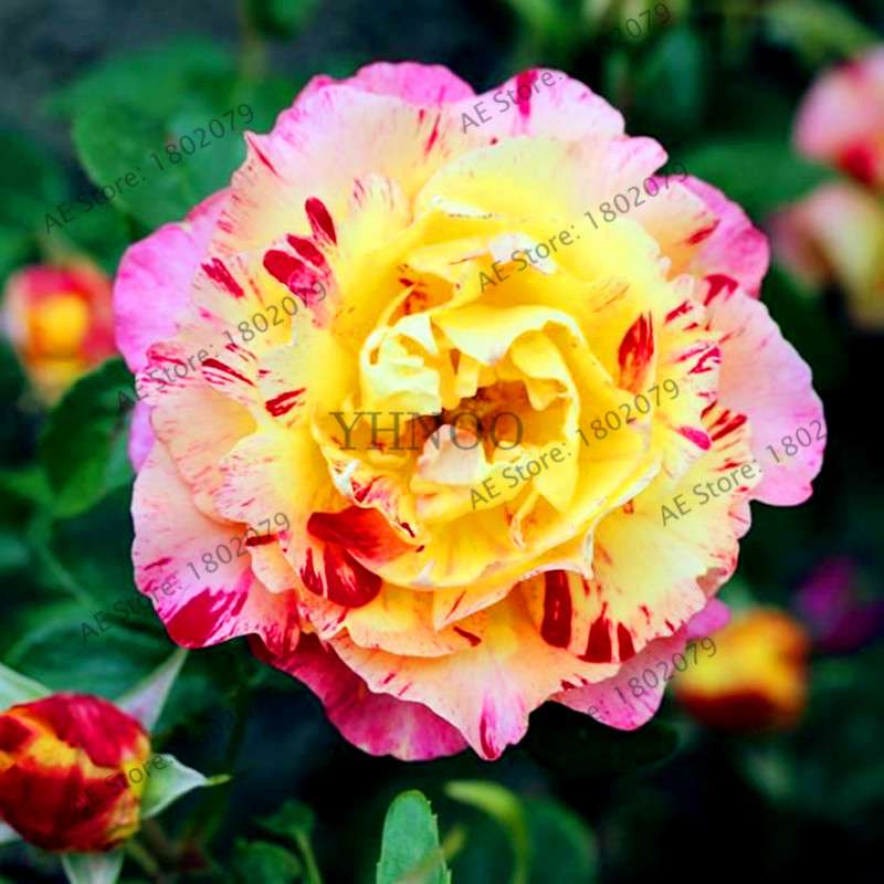 Rare Candy Stripe Rose Seeds - Mixed Color Bonsai Flower Seeds for Home Garden (Black, Blue)