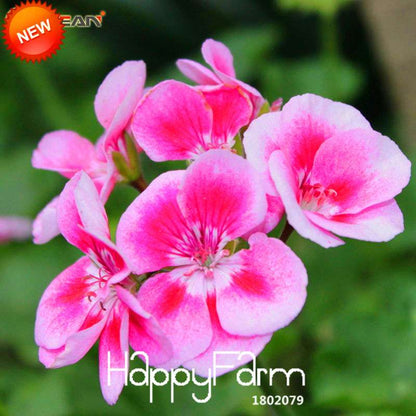 Geranium Seeds - Perennial Pelargonium Peltatum, Indoor Flower Planting, Easy-Grow Houseplant Seeds