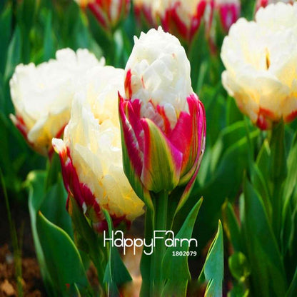 Bonsai Seeds Kit - Grow Stunning Tulip-Like Flowers for Home & Garden | Perennial Potted Plants