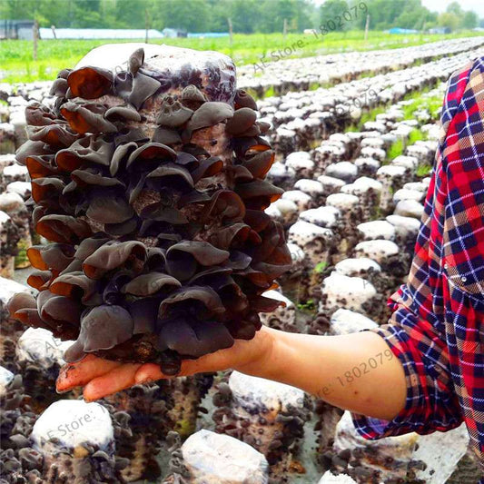 Rare Mushroom Seeds - Organic, Exotic & Superfood for DIY Health & Wellness - Non-GMO