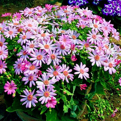 Cineraria Flower Seeds - 23 Colorful Bonsai Varieties for Home & Garden DIY Planting