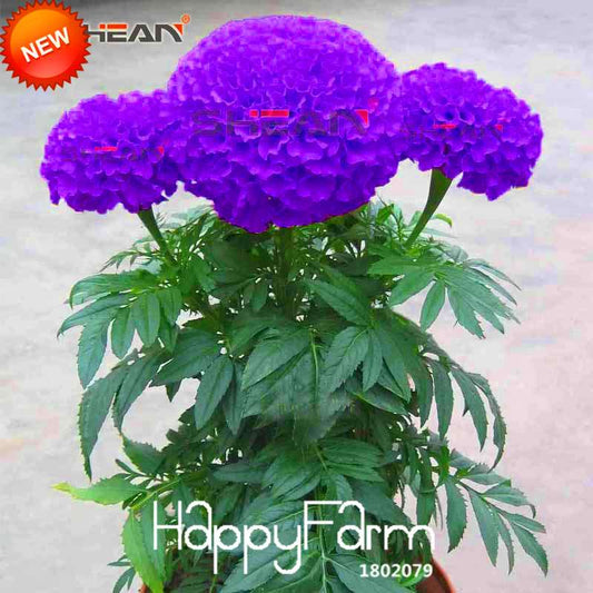 Purple Maidenhair Flower Seeds - Potted Herb Garden, Marigold & Chrysanthemum Bonsai Seeds for Planting