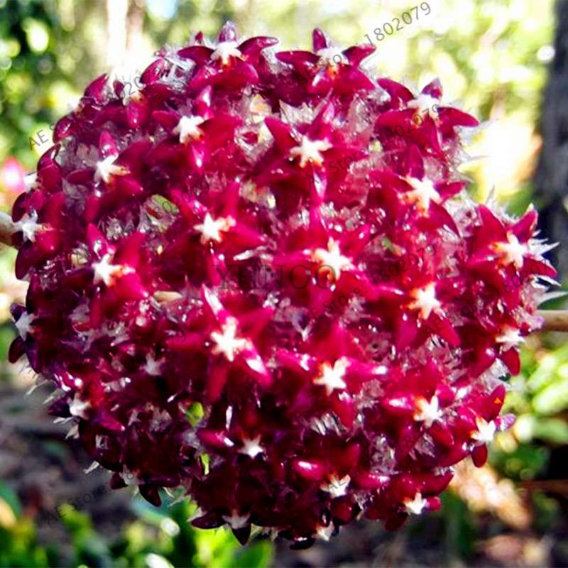 24 Color Hoya Carnosa Seeds - Rare Perennial Bonsai Plant for Home Garden