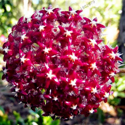 24 Color Hoya Carnosa Seeds - Rare Perennial Bonsai Plant for Home Garden