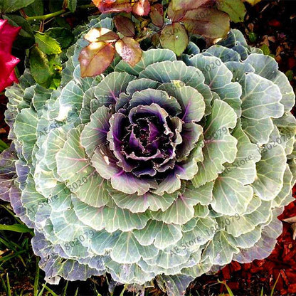 Organic Cabbage Flower Kale Seeds - Edible, Delicious & Ornamental Plants for Home Garden & Bonsai
