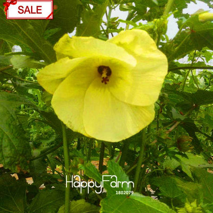 Red Giant Hibiscus Seeds - for Planting, DIY Home Garden Bonsai, Vibrant Blooming Flowers