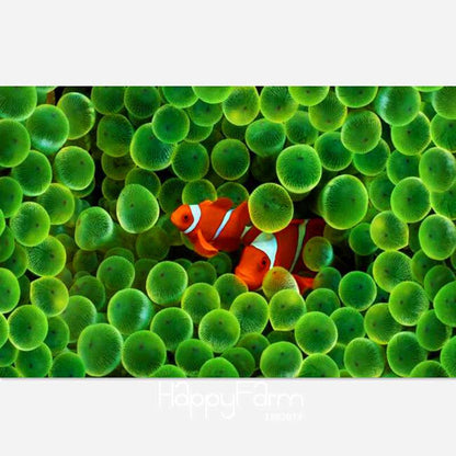 Aquarium Grass Seeds Mix - 15 Types Water Aquatic Plants for Hydroponics & Fish Tanks