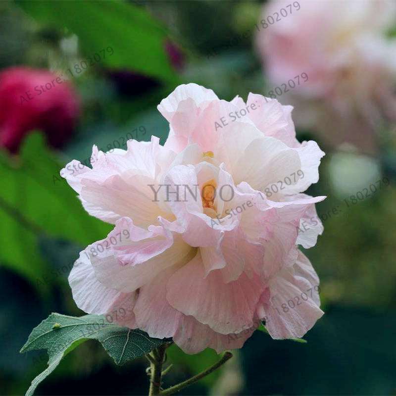 Mixed Color Hibiscus Seeds - Perennial Dinner Plate Hibiscus for Home Garden & Bonsai Planting