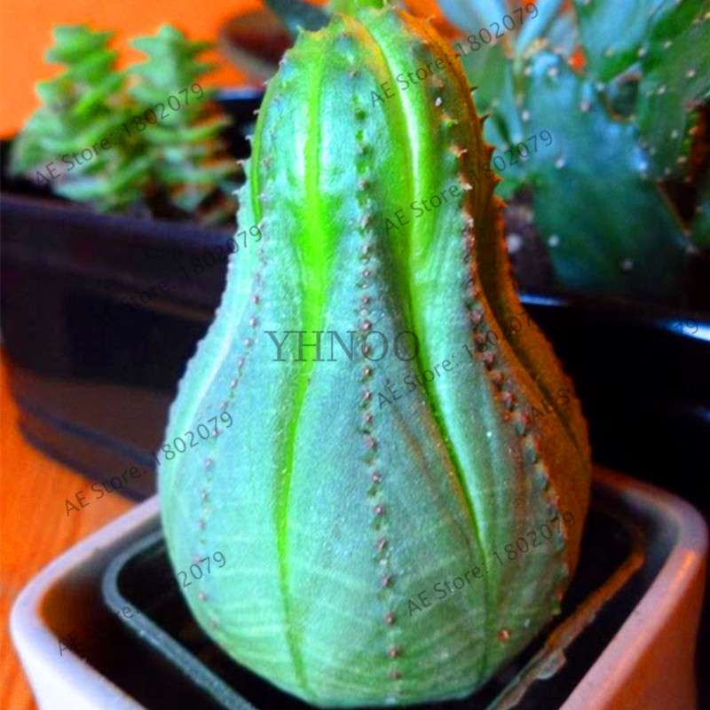 Basketball Cactus Seeds (Euphorbia obesa) - Unique Succulent Plant for Garden, Bonsai & Home Decor