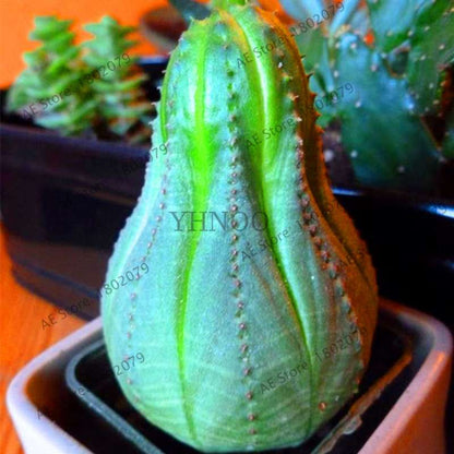 Basketball Cactus Seeds (Euphorbia obesa) - Unique Succulent Plant for Garden, Bonsai & Home Decor