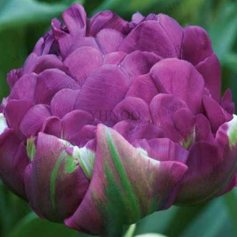 Rare Double Tulip Bulbs (Not Seeds) - 24 Colors, Fresh Flower Bulbs for Planting - Fast Shipping