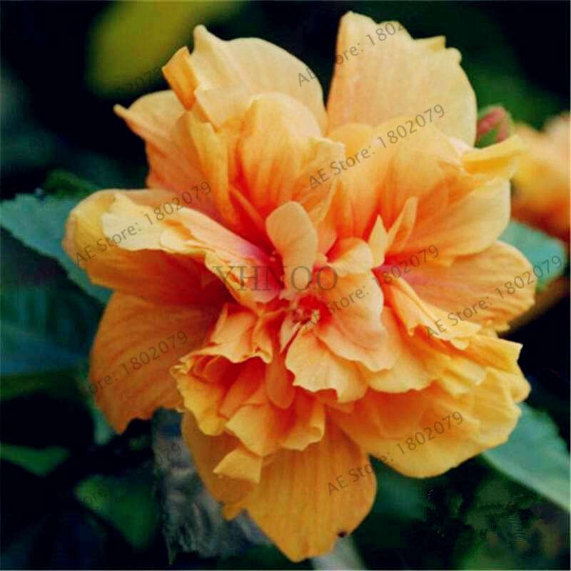 Mixed Color Hibiscus Seeds - Perennial Dinner Plate Hibiscus for Home Garden & Bonsai Planting