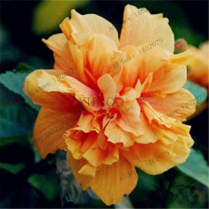 Mixed Color Hibiscus Seeds - Perennial Dinner Plate Hibiscus for Home Garden & Bonsai Planting