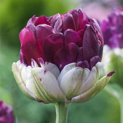 Rare Double Tulip Bulbs (Not Seeds) - 24 Colors, Fresh Flower Bulbs for Planting - Fast Shipping