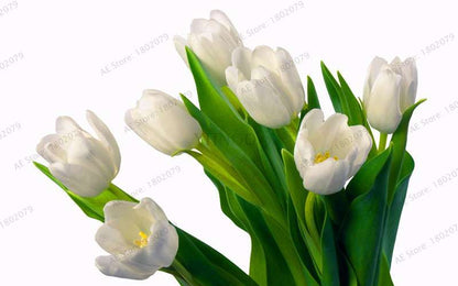 Rare Tulip Seeds - Beautiful Perennial Bonsai Flowers for Home & Garden Planting
