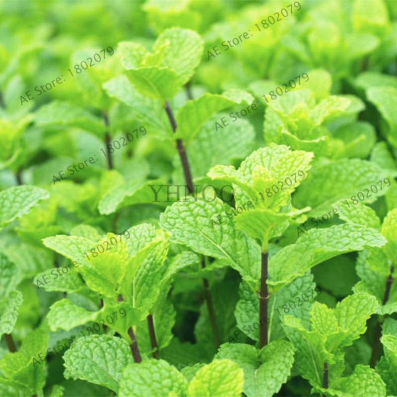 Mint Seeds - Organic, Aromatic, Easy-Grow Perennial Herb for Home & Garden Planting