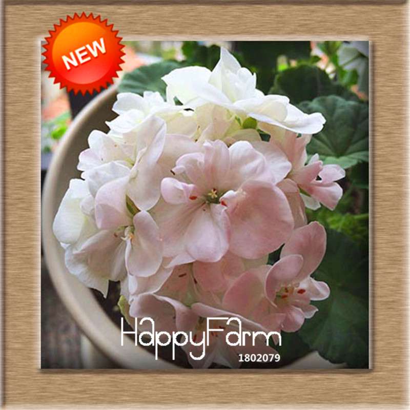 Pelargonium Peltatum Seeds - Geranium Flower Seeds, 17 Colors, Perennial Blooms for Garden & Containers
