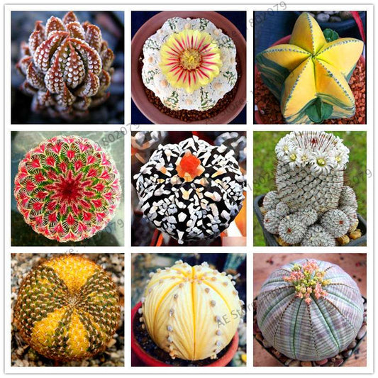 Rare Lithops Seeds - Living Stones Succulent, Organic Cactus Seeds for Indoor Garden, Bonsai & Succulent Lovers