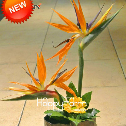 Exotic Strelitzia Seeds - Bird of Paradise Flower, Indoor/Outdoor Perennial Garden Plants