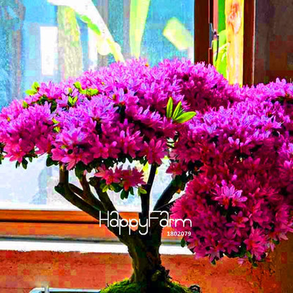 Azalea Flower Seeds - Vibrant Indoor Bonsai Plants for Home & Garden | Easy to Grow