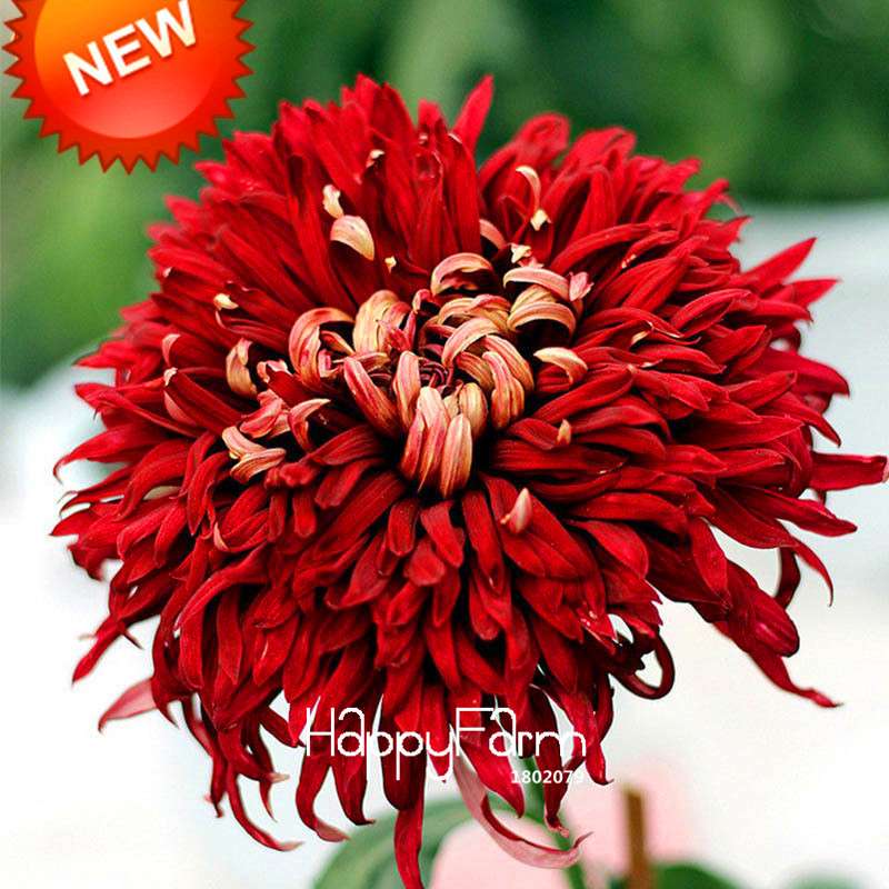 Rare Red Wine Chrysanthemum Seeds - Beautiful Potted Flowers for Home & Garden Planting