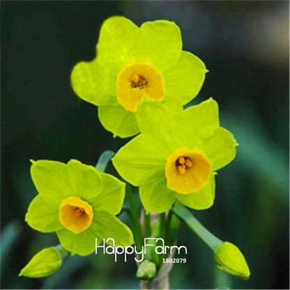 Daffodil Seeds (Narcissus Tazetta) - Indoor Flowering Bulbs for Home & Office, Easy to Grow