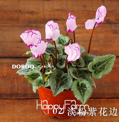 Cyclamen & Primrose Flower Seeds for Planting - Fresh Garden Seedlings