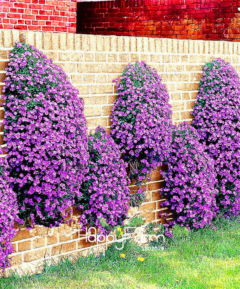 Rock Cress Seeds - Perennial Ground Cover Flowers for Home Garden | Fast-Growing & Low Maintenance