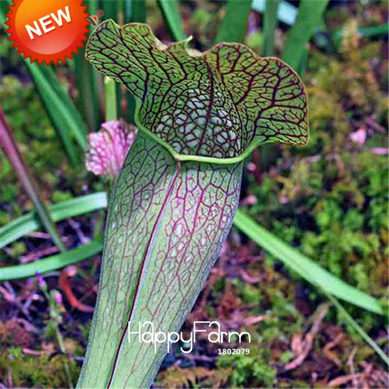 Carnivorous Nepenthes Seeds - Mosquito Eating Plant for Bonsai & Garden - Rare Insectivorous Variety