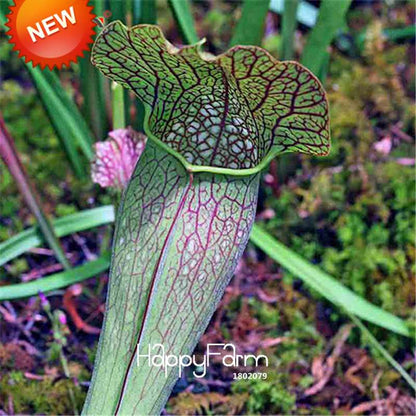 Carnivorous Nepenthes Seeds - Mosquito Eating Plant for Bonsai & Garden - Rare Insectivorous Variety