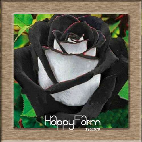 Pink & White Rose Seeds - 24 Rare Colors, for Balcony Planting, Potted Flower Garden