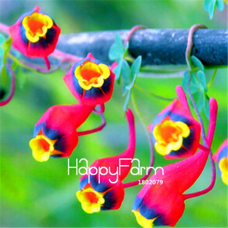 Rare Hanging Nasturtium Seeds - Vibrant Climbing Flowers for Garden & Containers