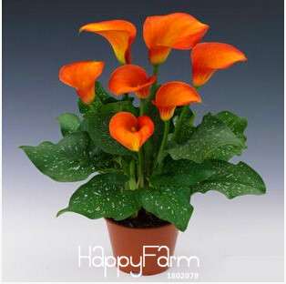 Premium Dutch Calla Lily Seeds - Fresh Flower Bulbs for Planting