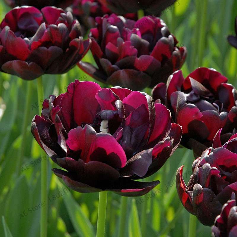 Rare Double Tulip Bulbs (Not Seeds) - 24 Colors, Fresh Flower Bulbs for Planting - Fast Shipping